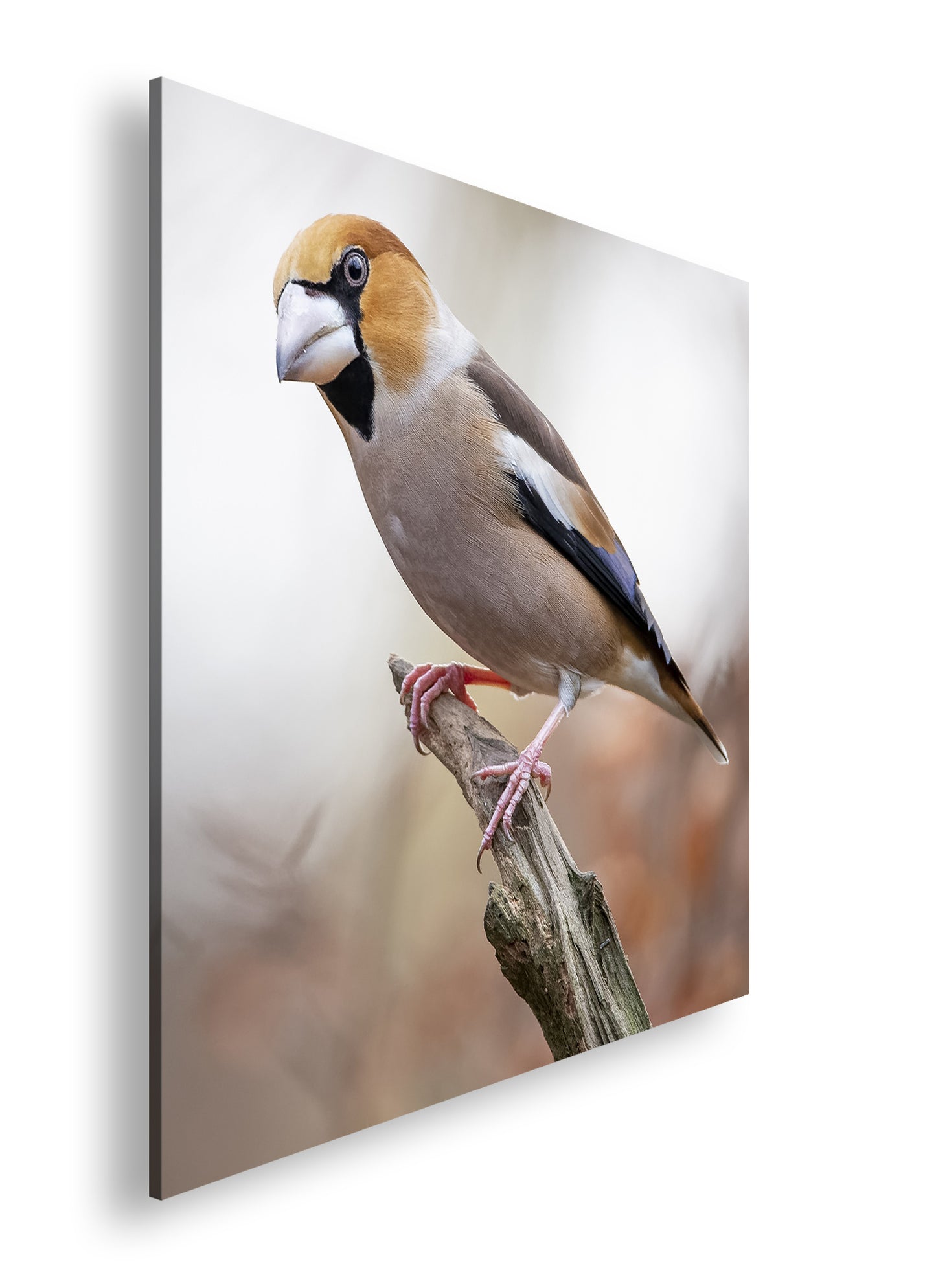 Hauptbild Farbig Quadratisch