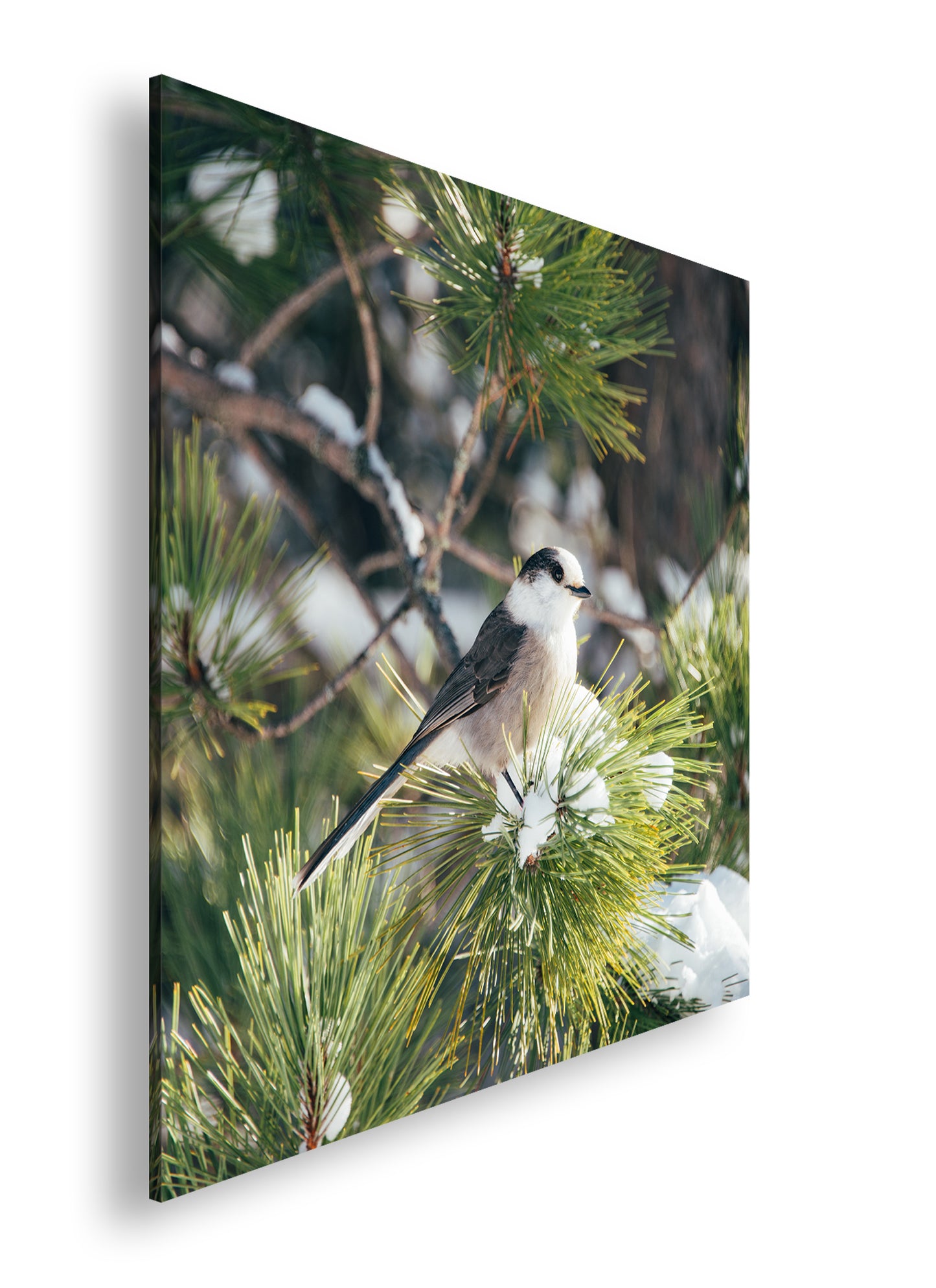 Hauptbild Farbig Quadratisch