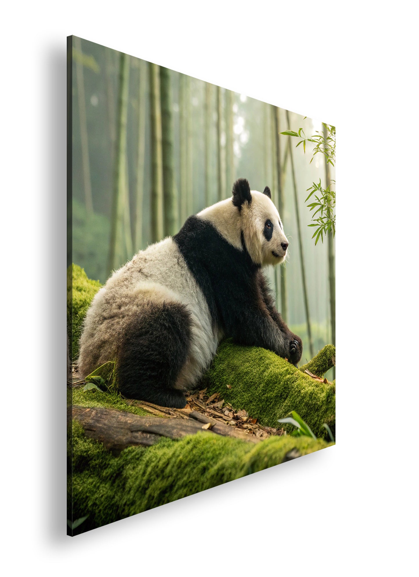 Hauptbild Farbig Quadratisch