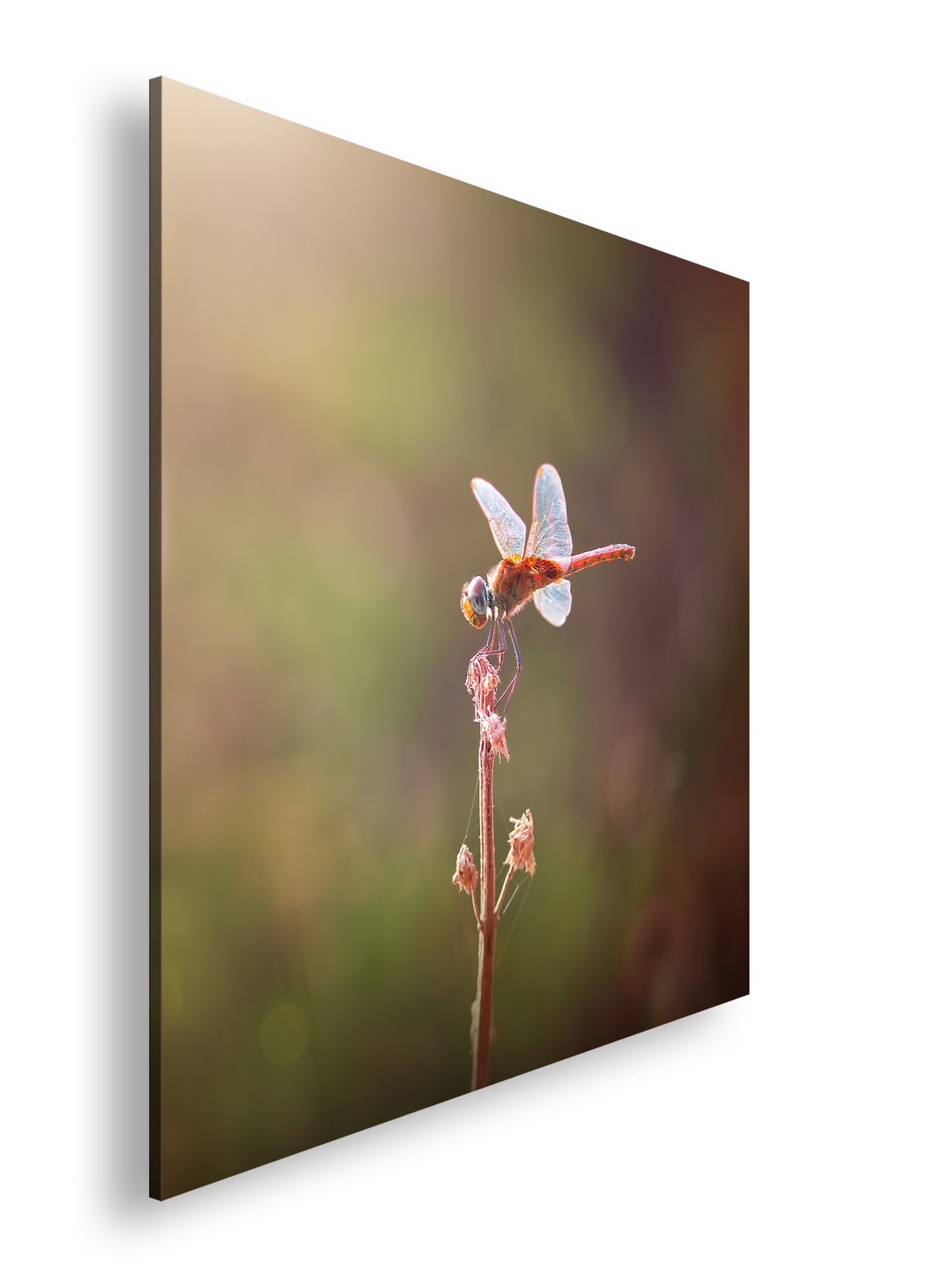 Hauptbild Farbig Quadratisch