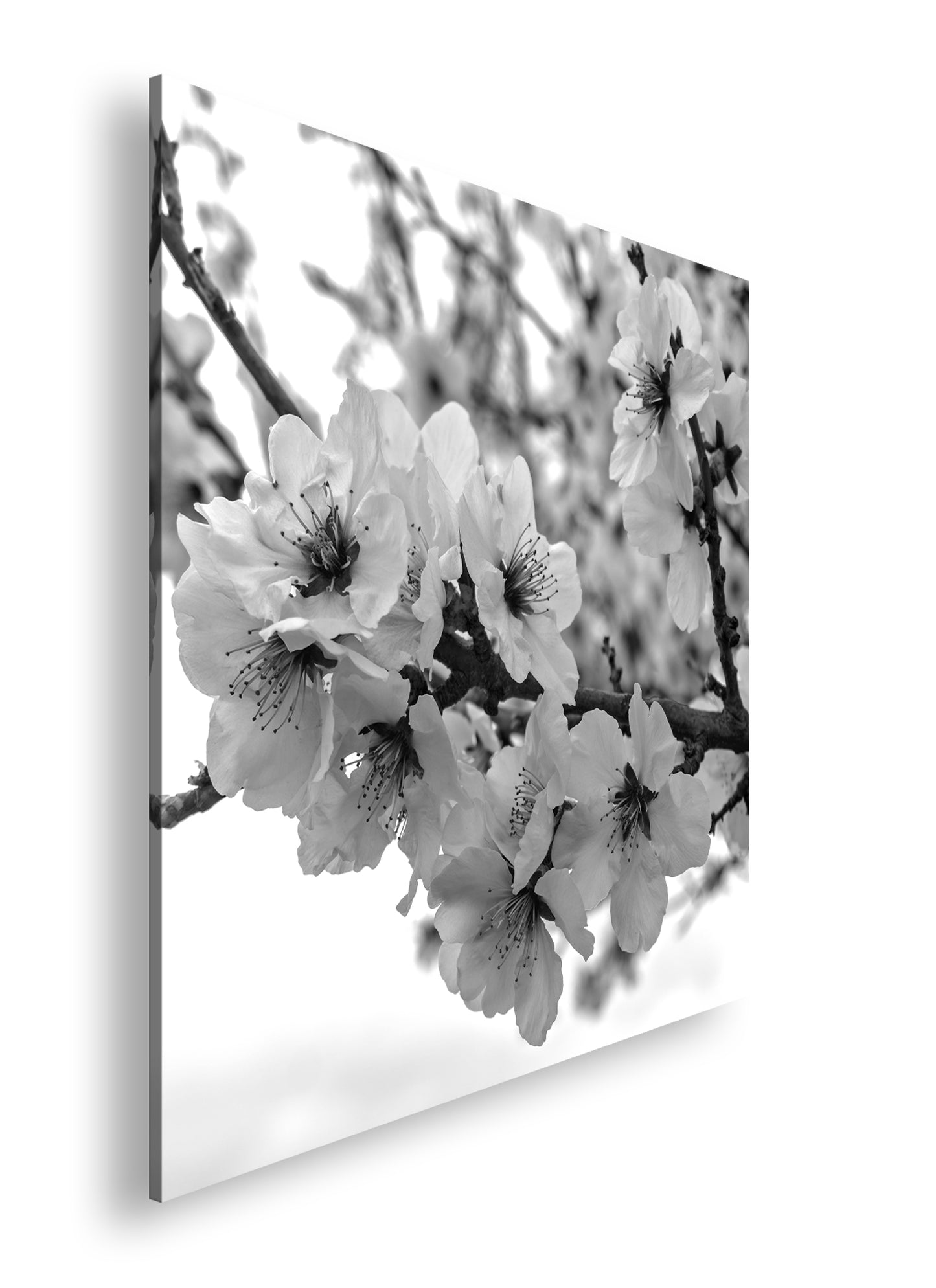 Hauptbild Schwarz & Weiß Quadratisch