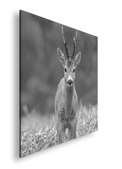 Hauptbild Schwarz & Weiß Quadratisch