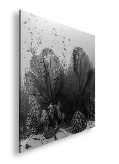 Hauptbild Schwarz & Weiß Quadratisch