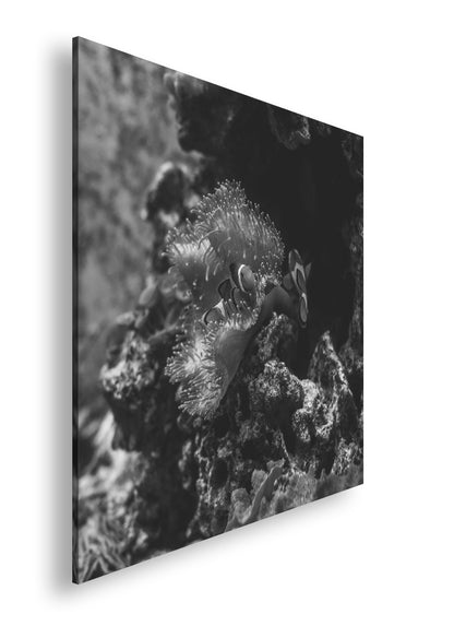 Hauptbild Schwarz & Weiß Quadratisch