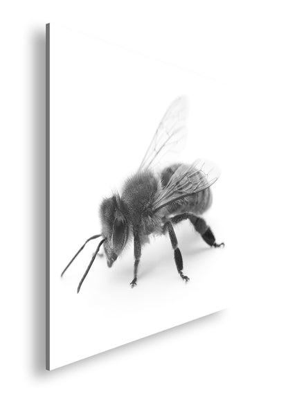 Hauptbild Schwarz & Weiß Quadratisch