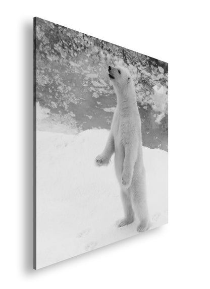 Hauptbild Schwarz & Weiß Quadratisch