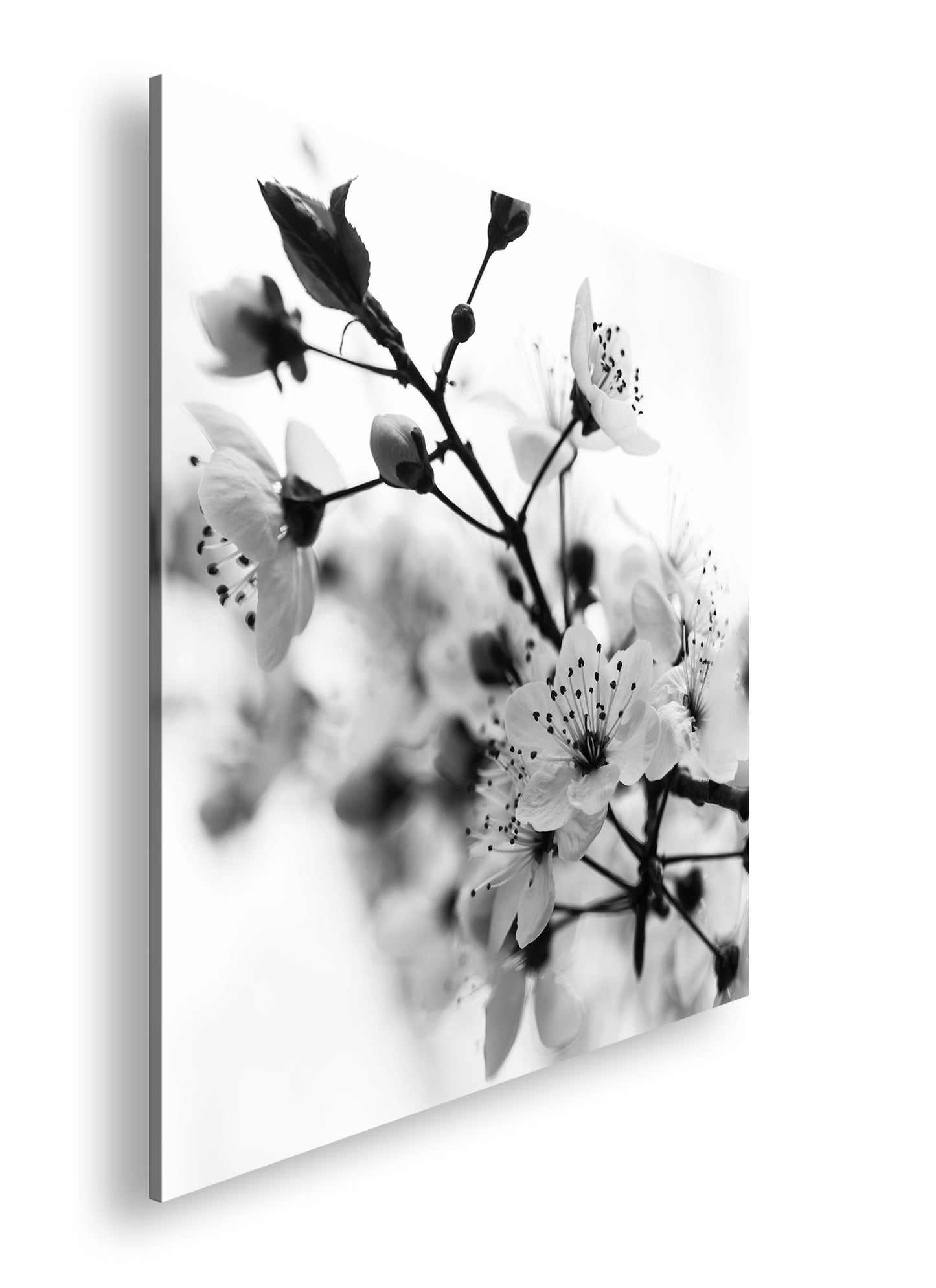 Hauptbild Schwarz & Weiß Quadratisch