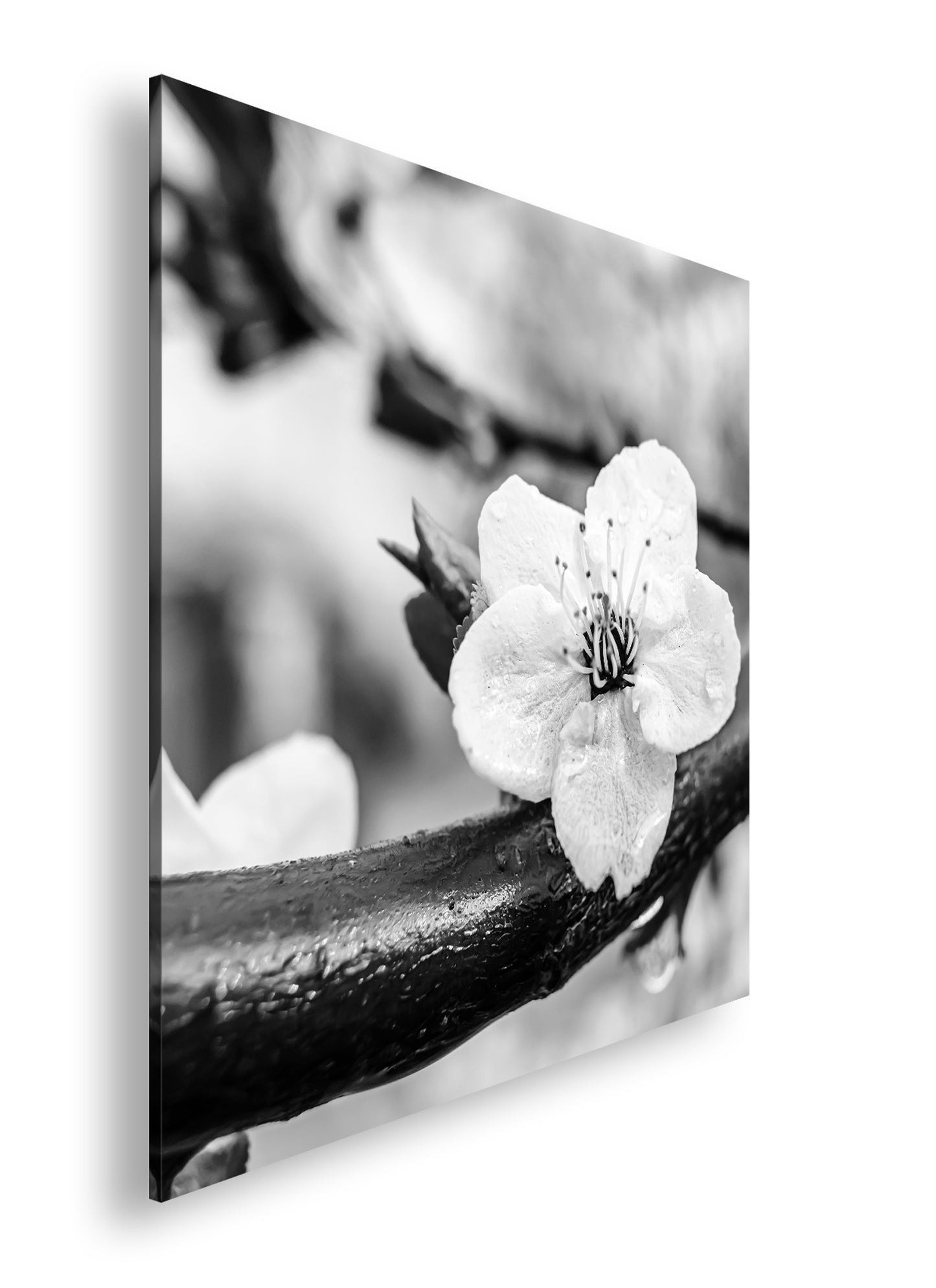 Hauptbild Schwarz & Weiß Quadratisch