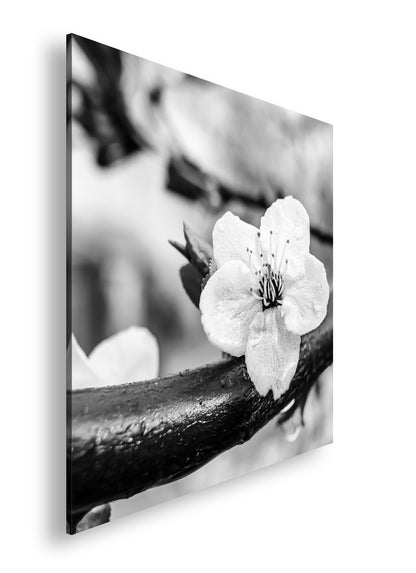 Hauptbild Schwarz & Weiß Quadratisch