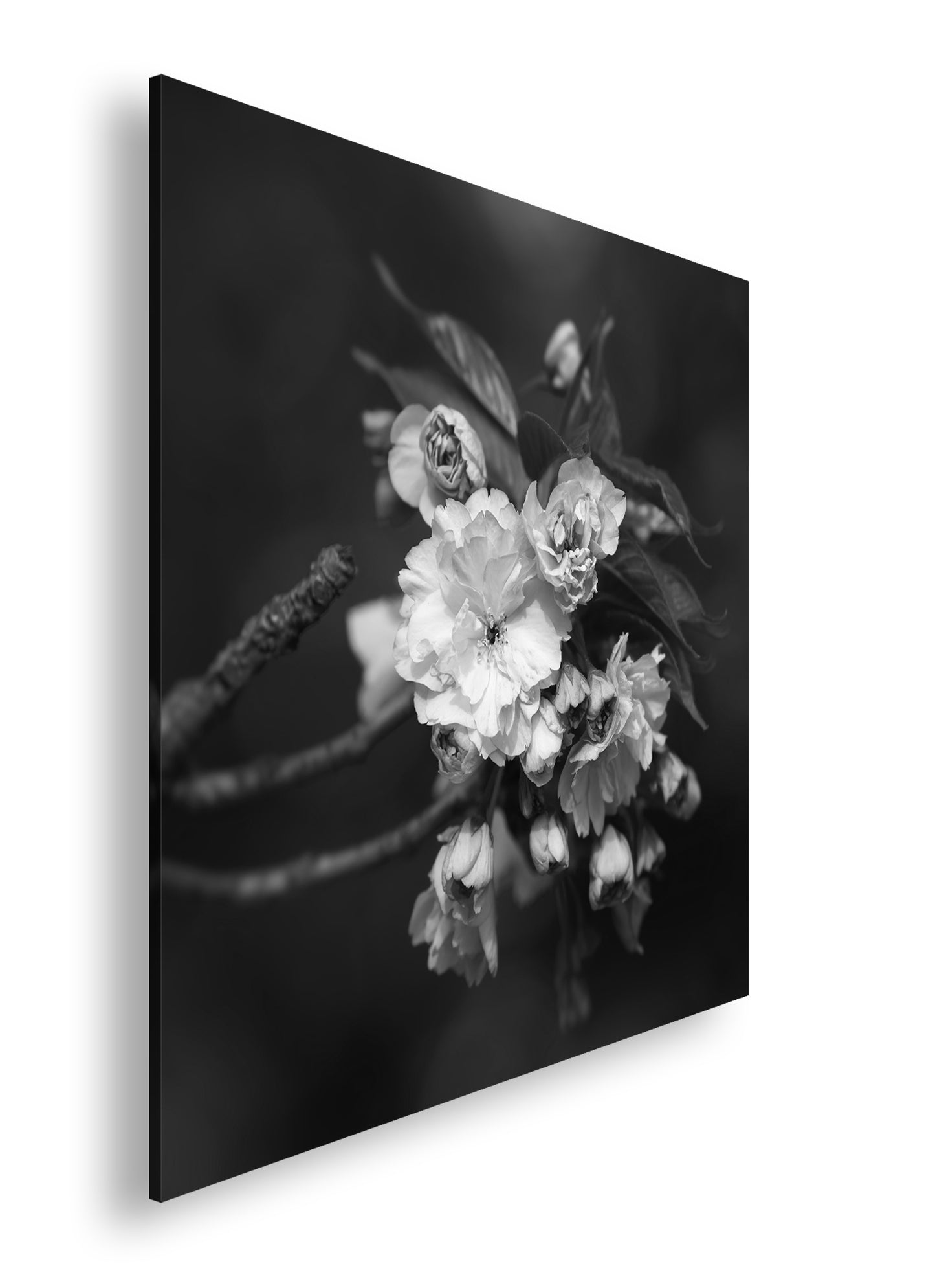 Hauptbild Schwarz & Weiß Quadratisch