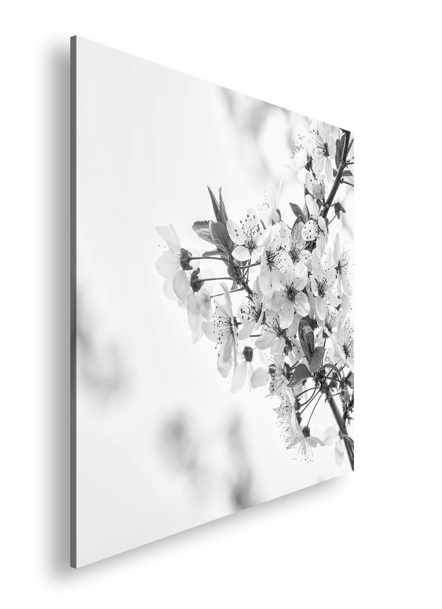 Hauptbild Schwarz & Weiß Quadratisch