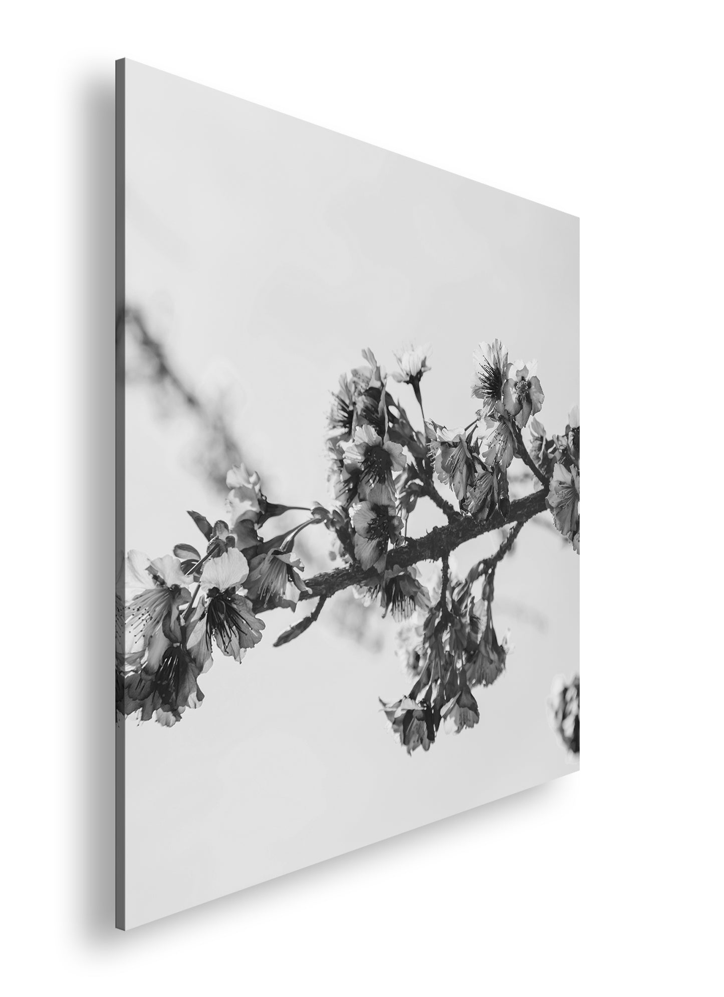 Hauptbild Schwarz & Weiß Quadratisch