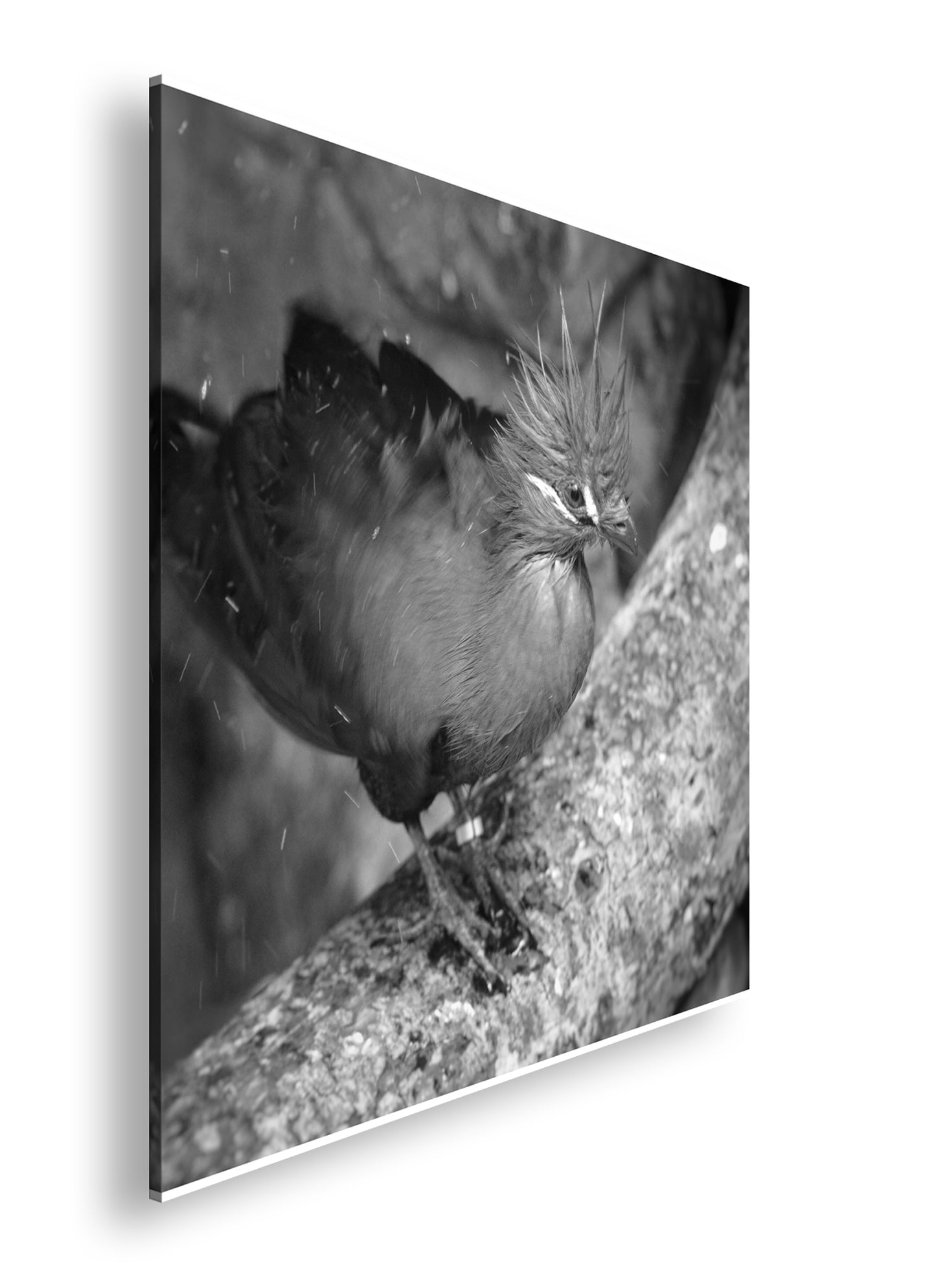 Hauptbild Schwarz & Weiß Quadratisch