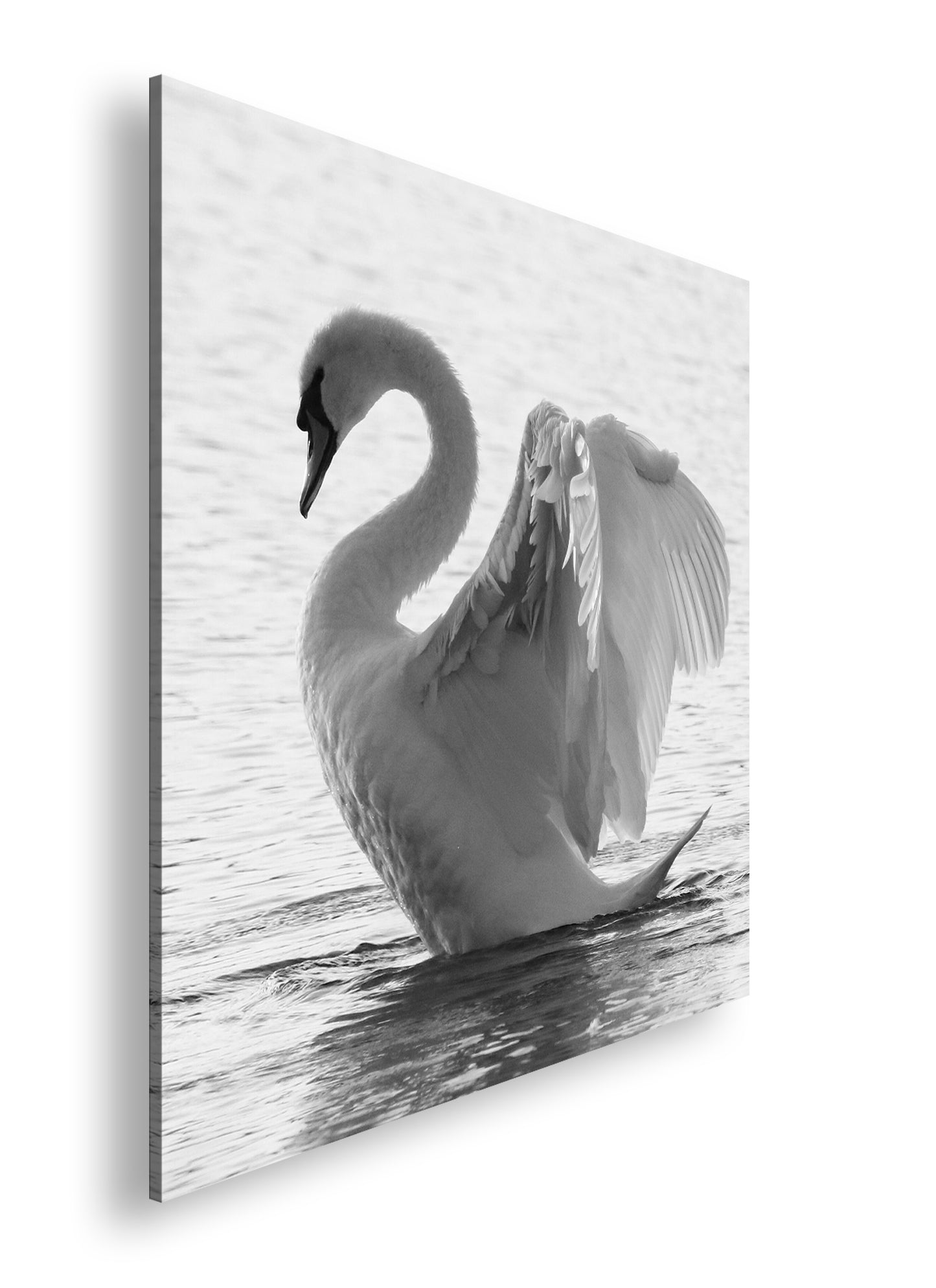 Hauptbild Schwarz & Weiß Quadratisch