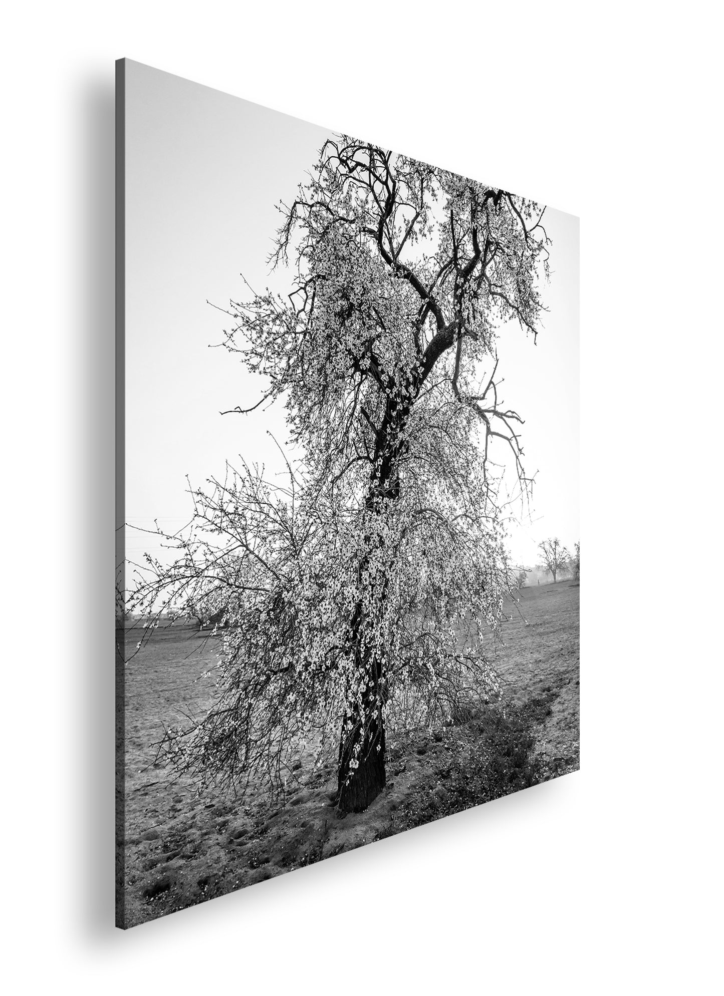 Hauptbild Schwarz & Weiß Quadratisch