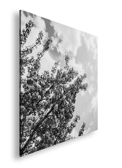 Hauptbild Schwarz & Weiß Quadratisch