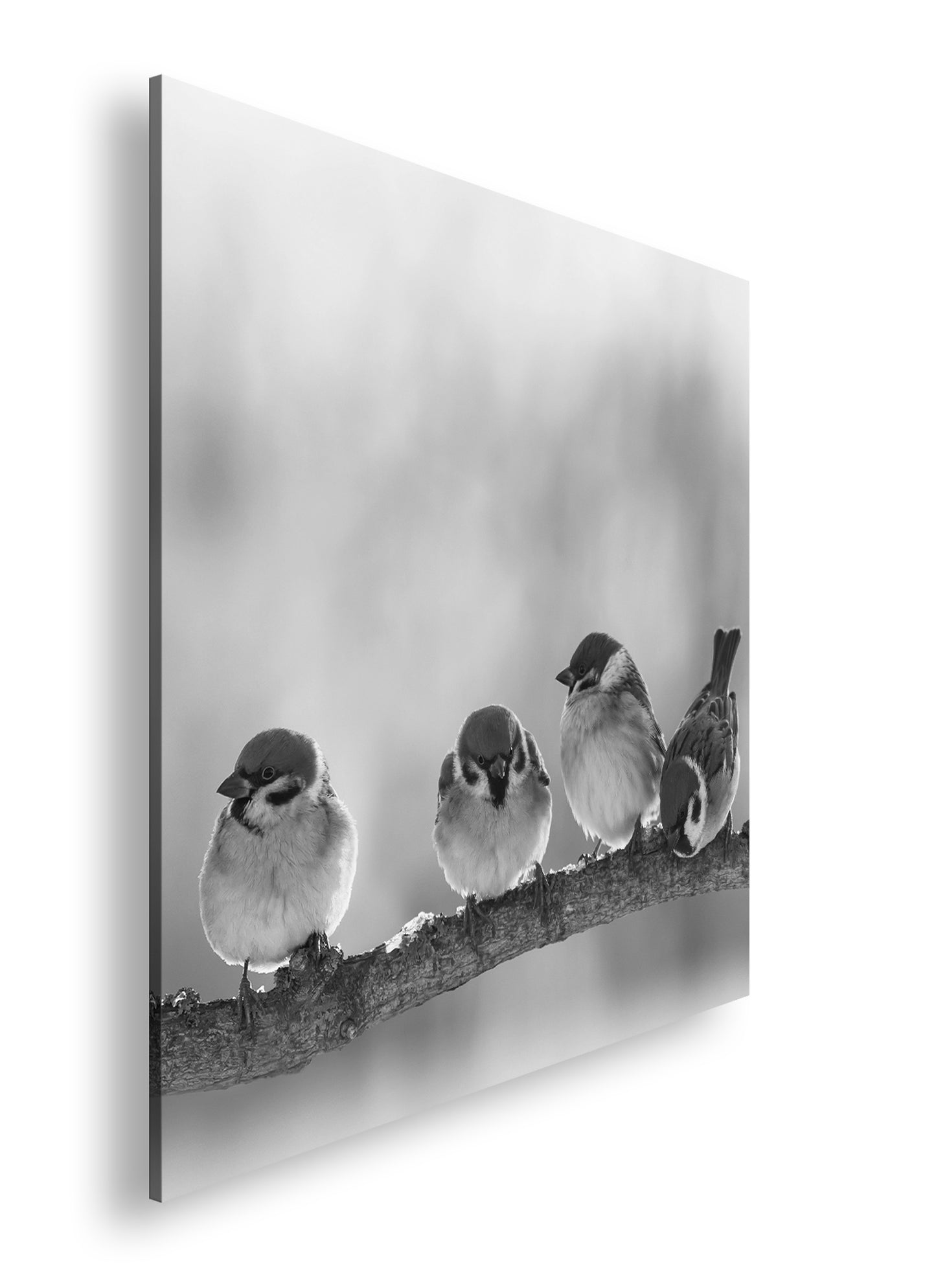 Hauptbild Schwarz & Weiß Quadratisch