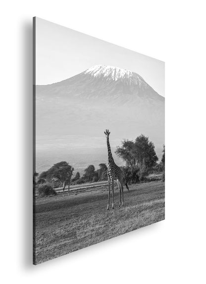 Hauptbild Schwarz & Weiß Quadratisch