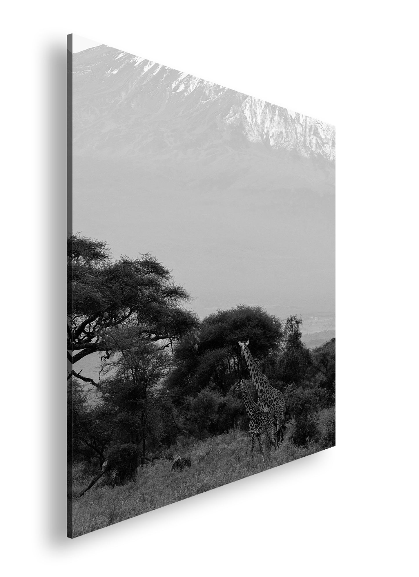 Hauptbild Schwarz & Weiß Quadratisch