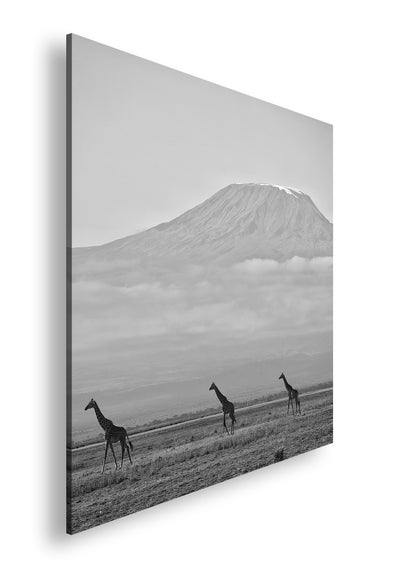 Hauptbild Schwarz & Weiß Quadratisch