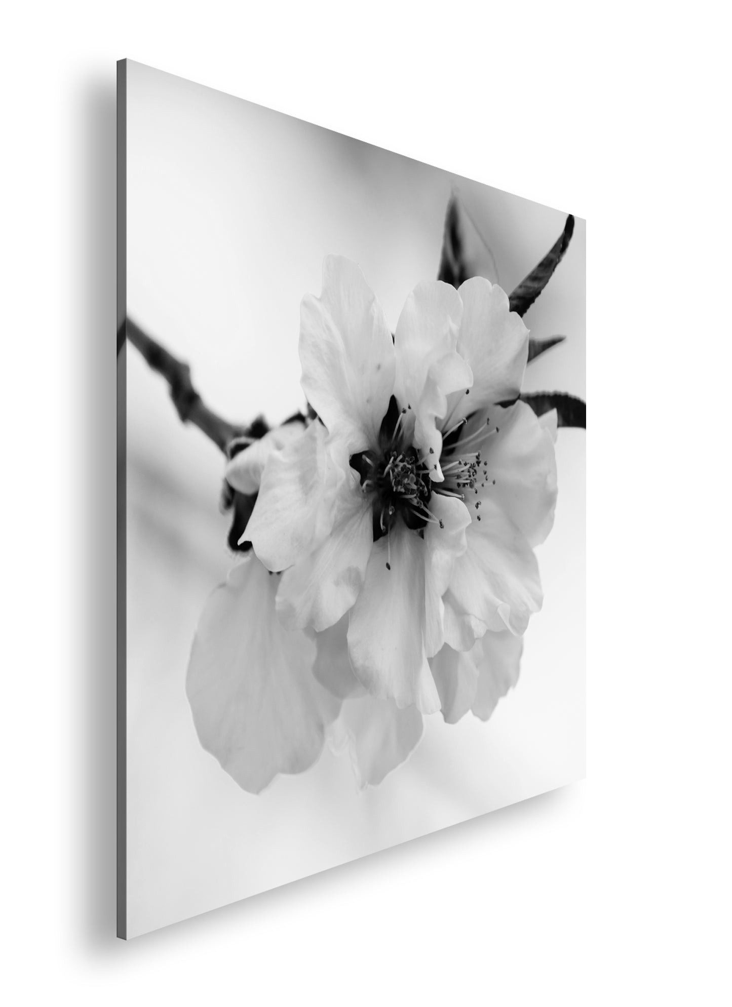 Hauptbild Schwarz & Weiß Quadratisch