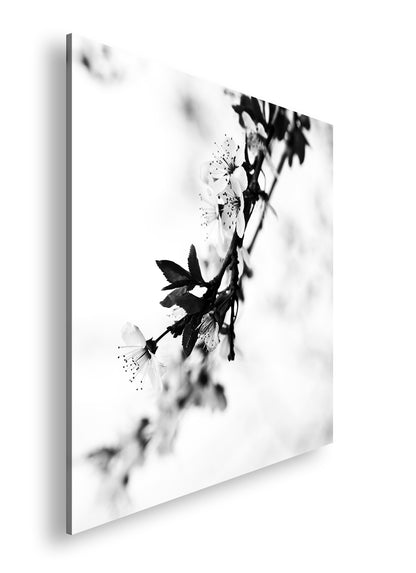 Hauptbild Schwarz & Weiß Quadratisch