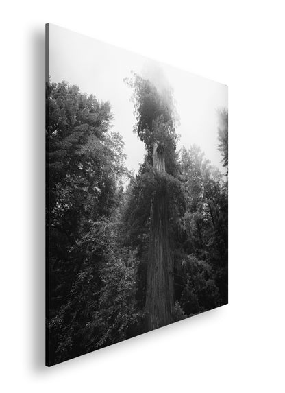 Hauptbild Schwarz & Weiß Quadratisch