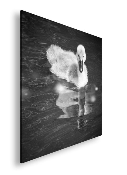 Hauptbild Schwarz & Weiß Quadratisch