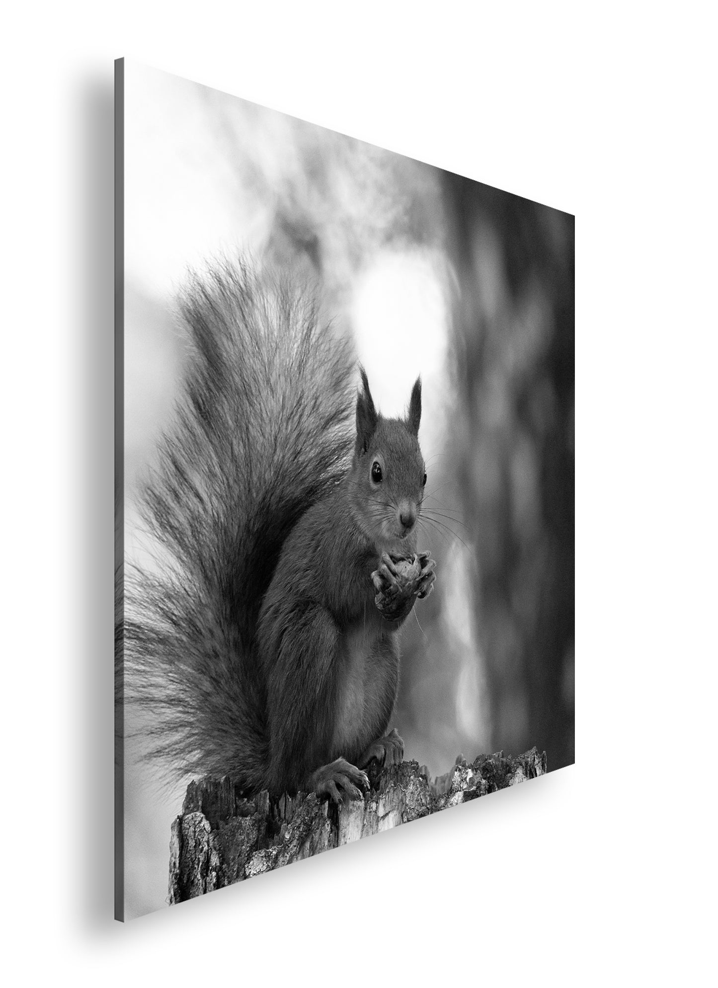 Hauptbild Schwarz & Weiß Quadratisch