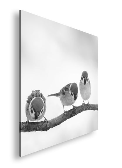 Hauptbild Schwarz & Weiß Quadratisch