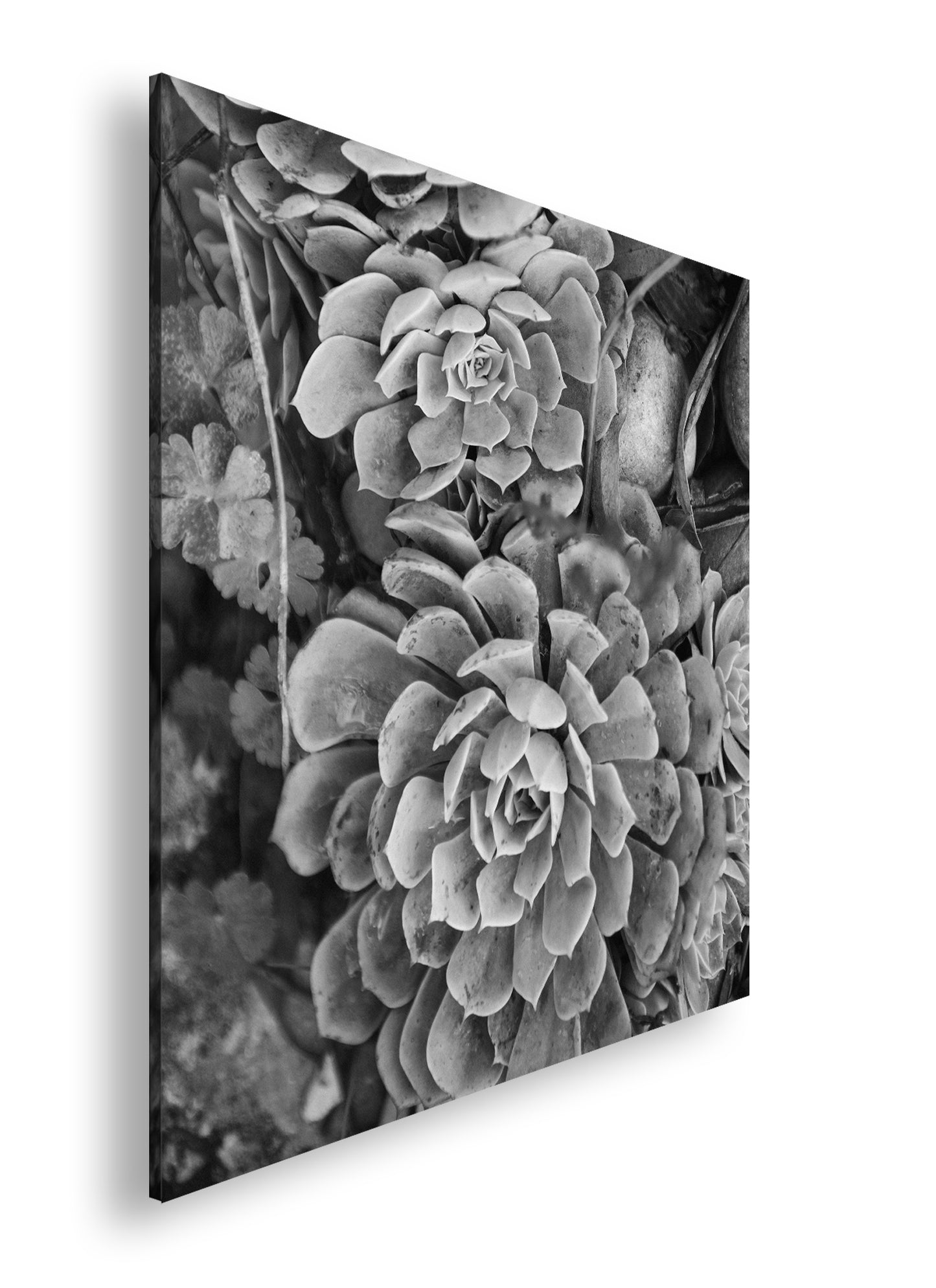 Hauptbild Schwarz & Weiß Quadratisch