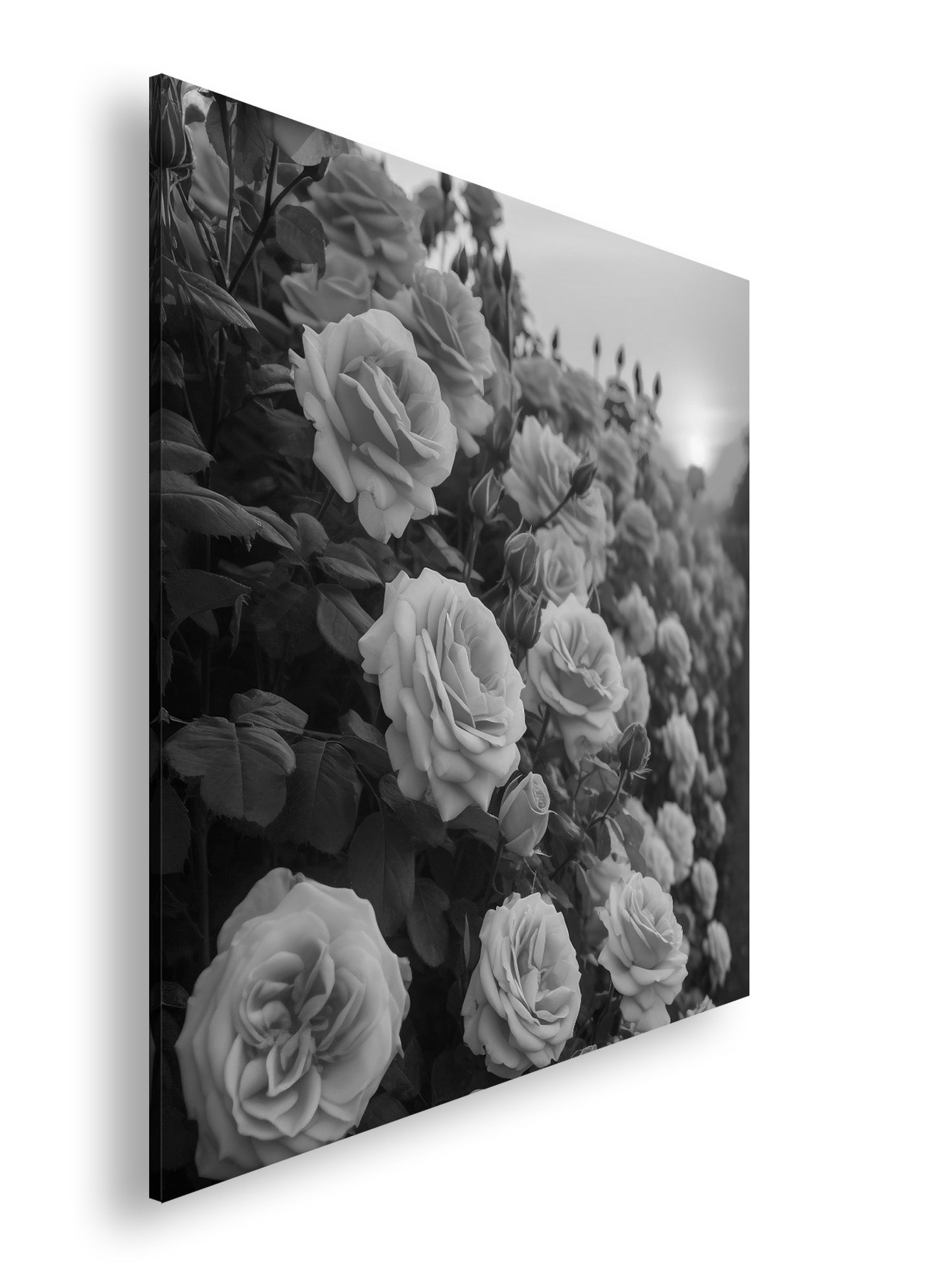 Hauptbild Schwarz & Weiß Quadratisch