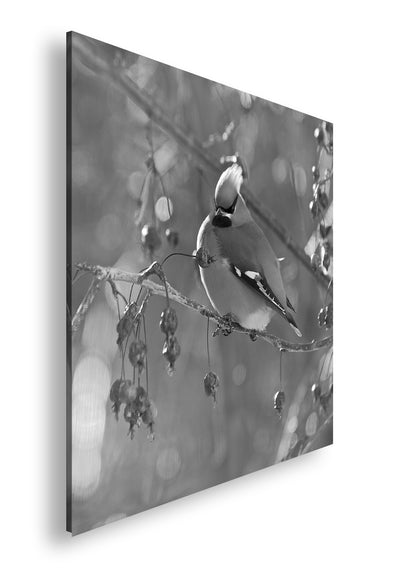 Hauptbild Schwarz & Weiß Quadratisch