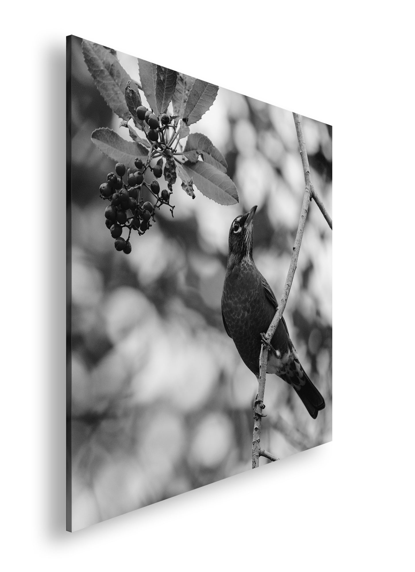 Hauptbild Schwarz & Weiß Quadratisch