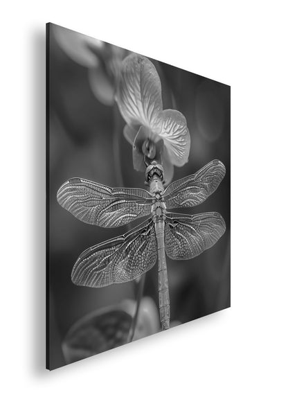 Hauptbild Schwarz & Weiß Quadratisch