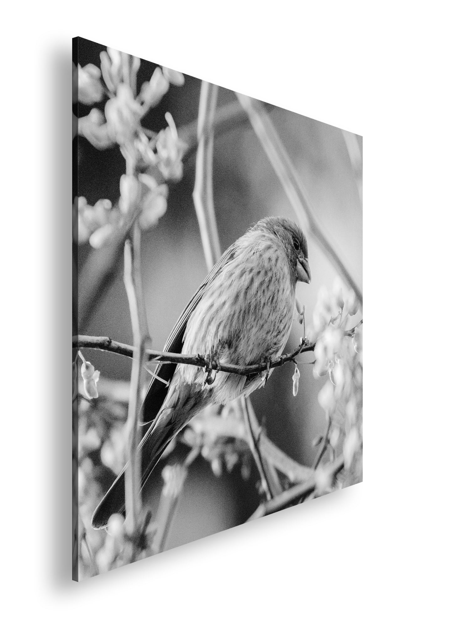 Hauptbild Schwarz & Weiß Quadratisch