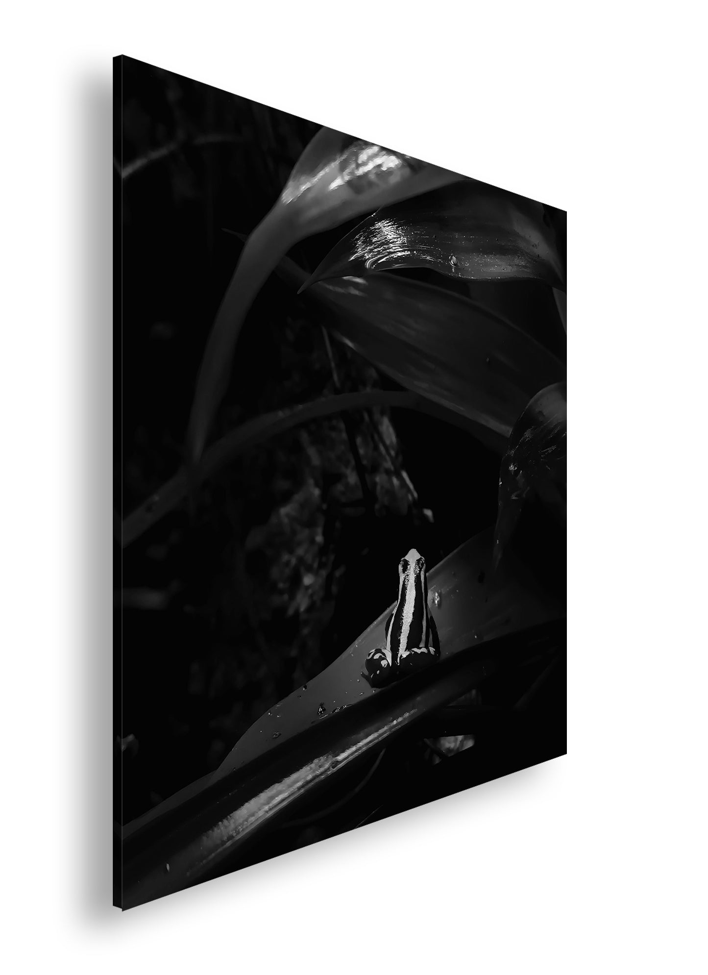 Hauptbild Schwarz & Weiß Quadratisch