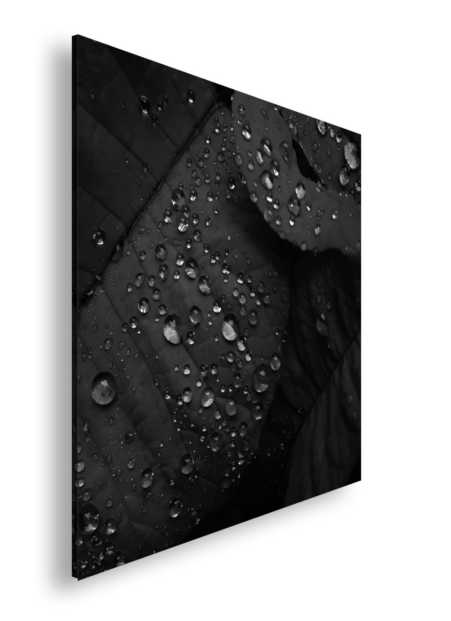 Hauptbild Schwarz & Weiß Quadratisch