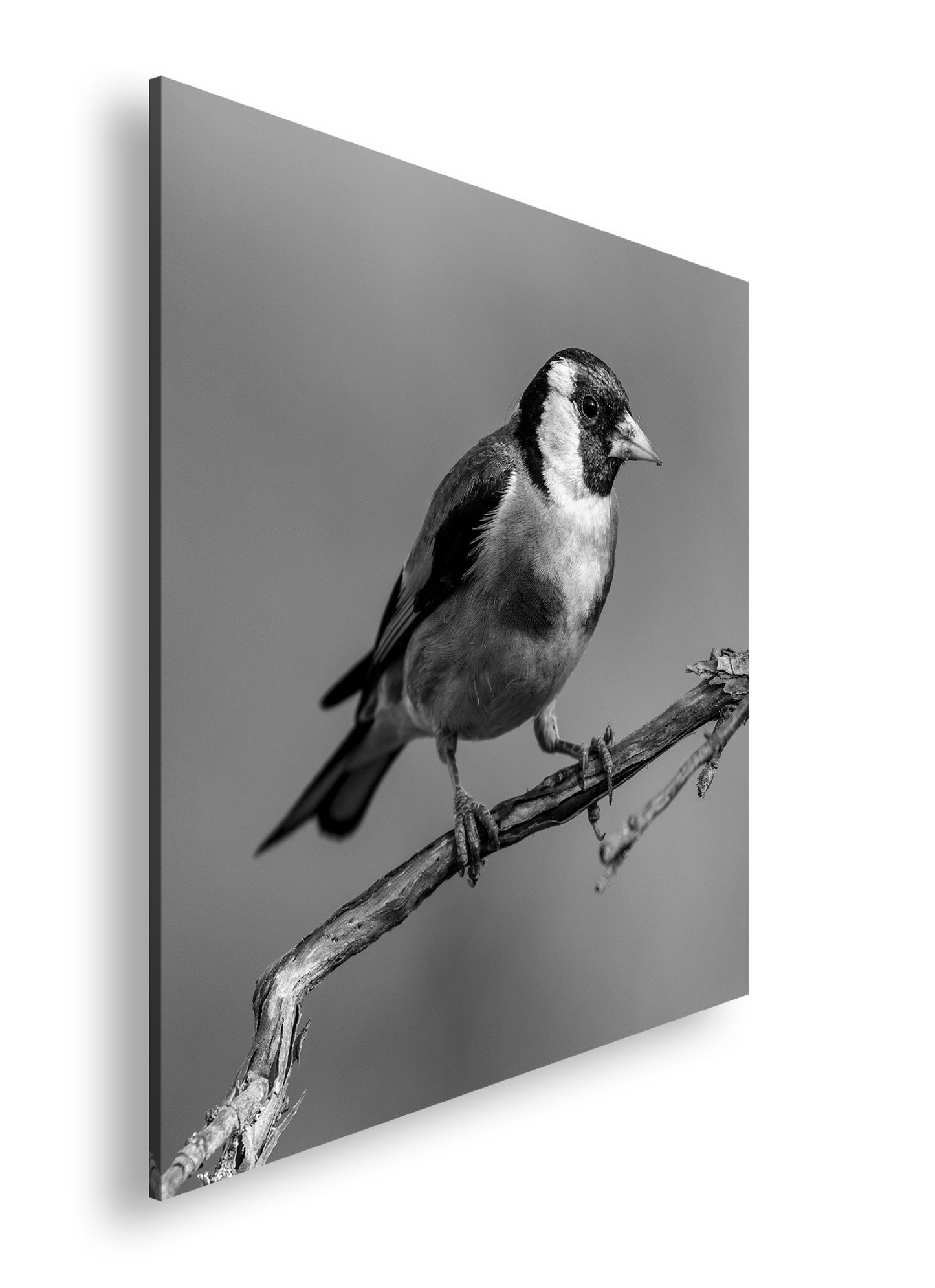 Hauptbild Schwarz & Weiß Quadratisch