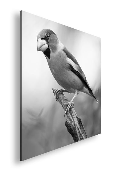 Hauptbild Schwarz & Weiß Quadratisch