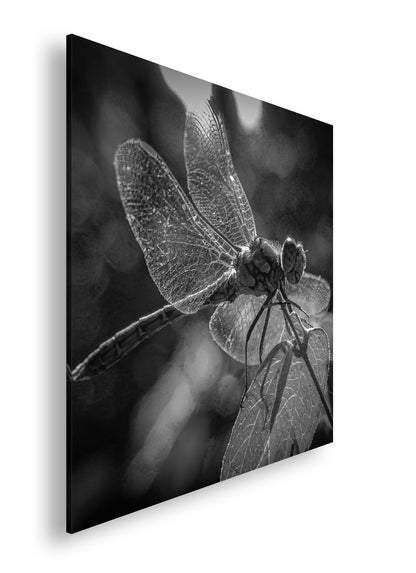 Hauptbild Schwarz & Weiß Quadratisch