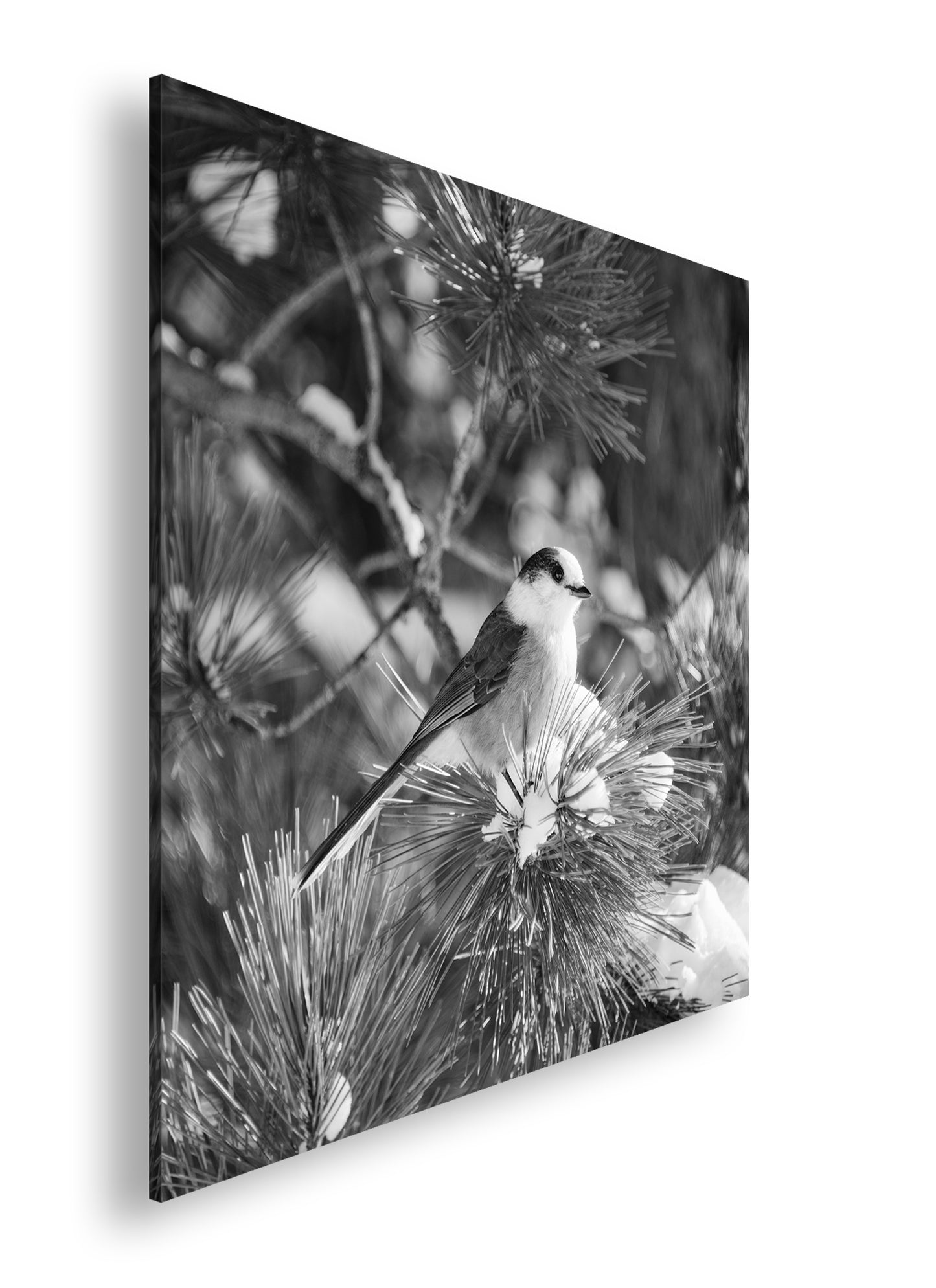 Hauptbild Schwarz & Weiß Quadratisch