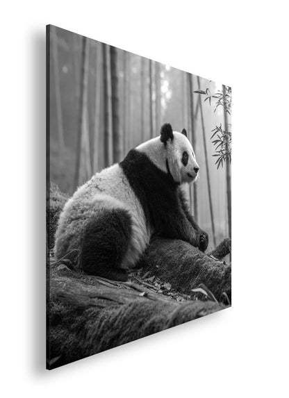 Hauptbild Schwarz & Weiß Quadratisch