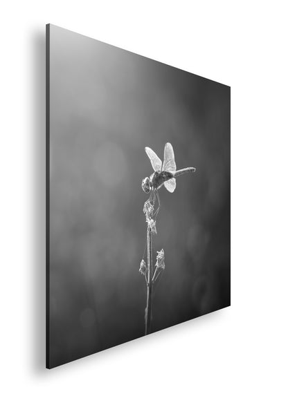 Hauptbild Schwarz & Weiß Quadratisch