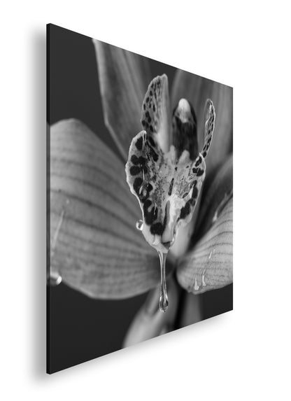 Hauptbild Schwarz & Weiß Quadratisch