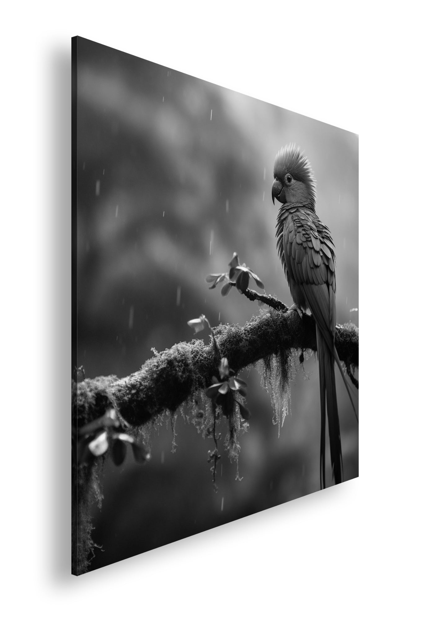 Hauptbild Schwarz & Weiß Quadratisch