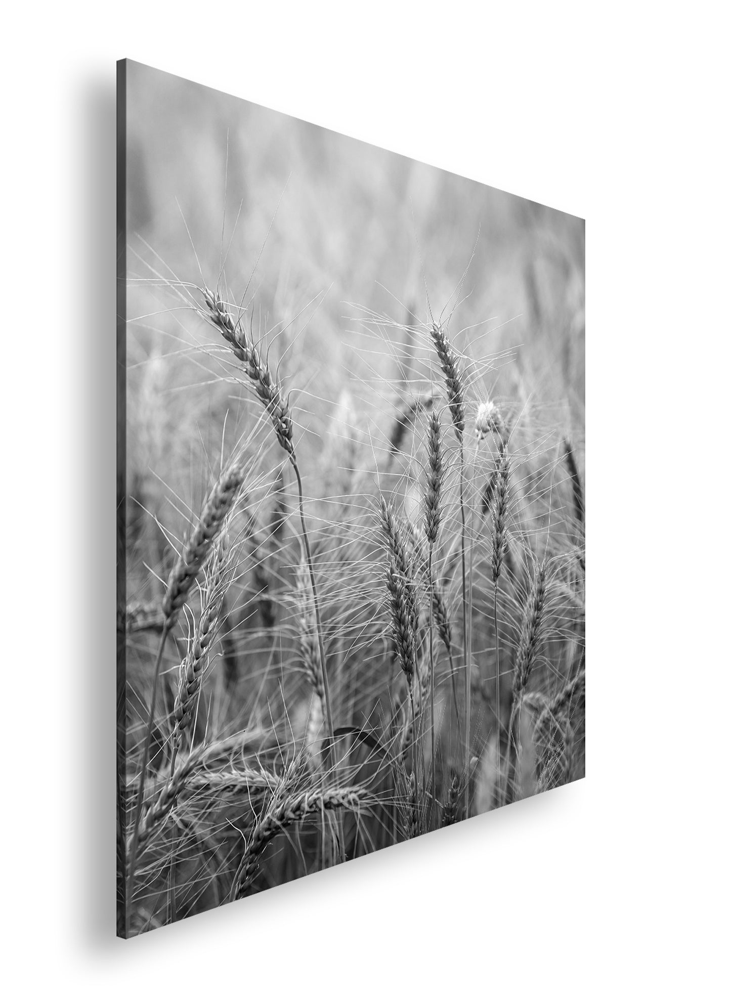 Hauptbild Schwarz & Weiß Quadratisch