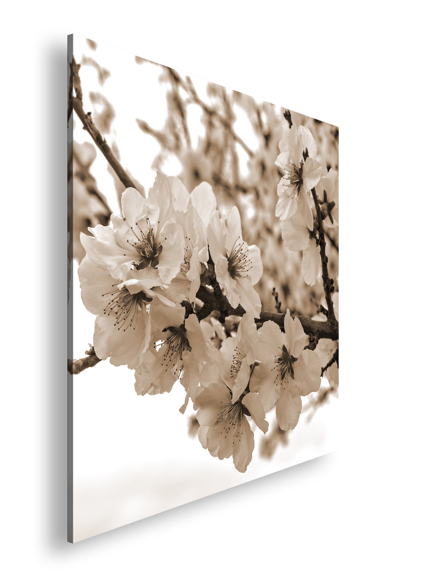 Hauptbild Sepia Quadratisch