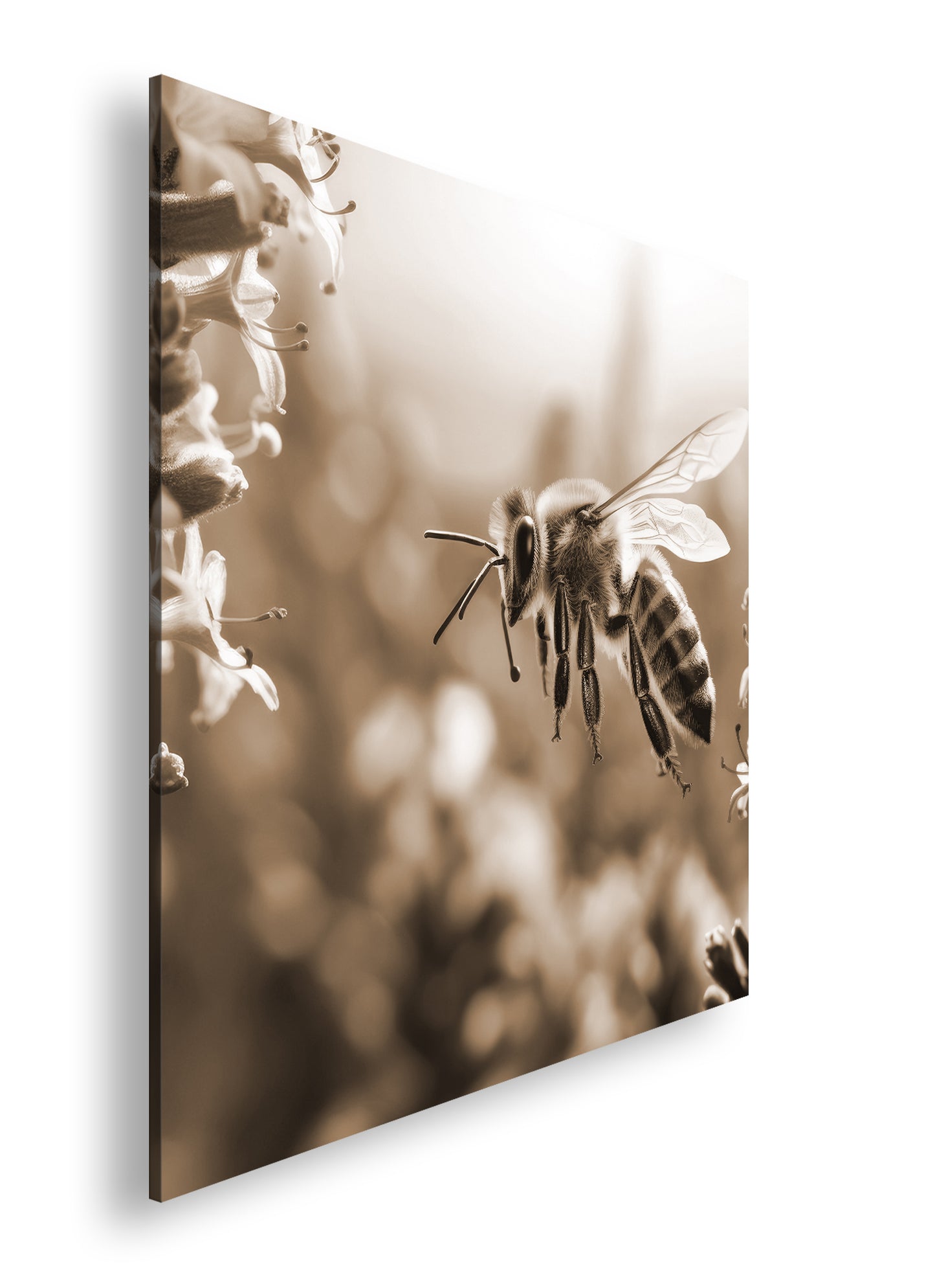 Hauptbild Sepia Quadratisch