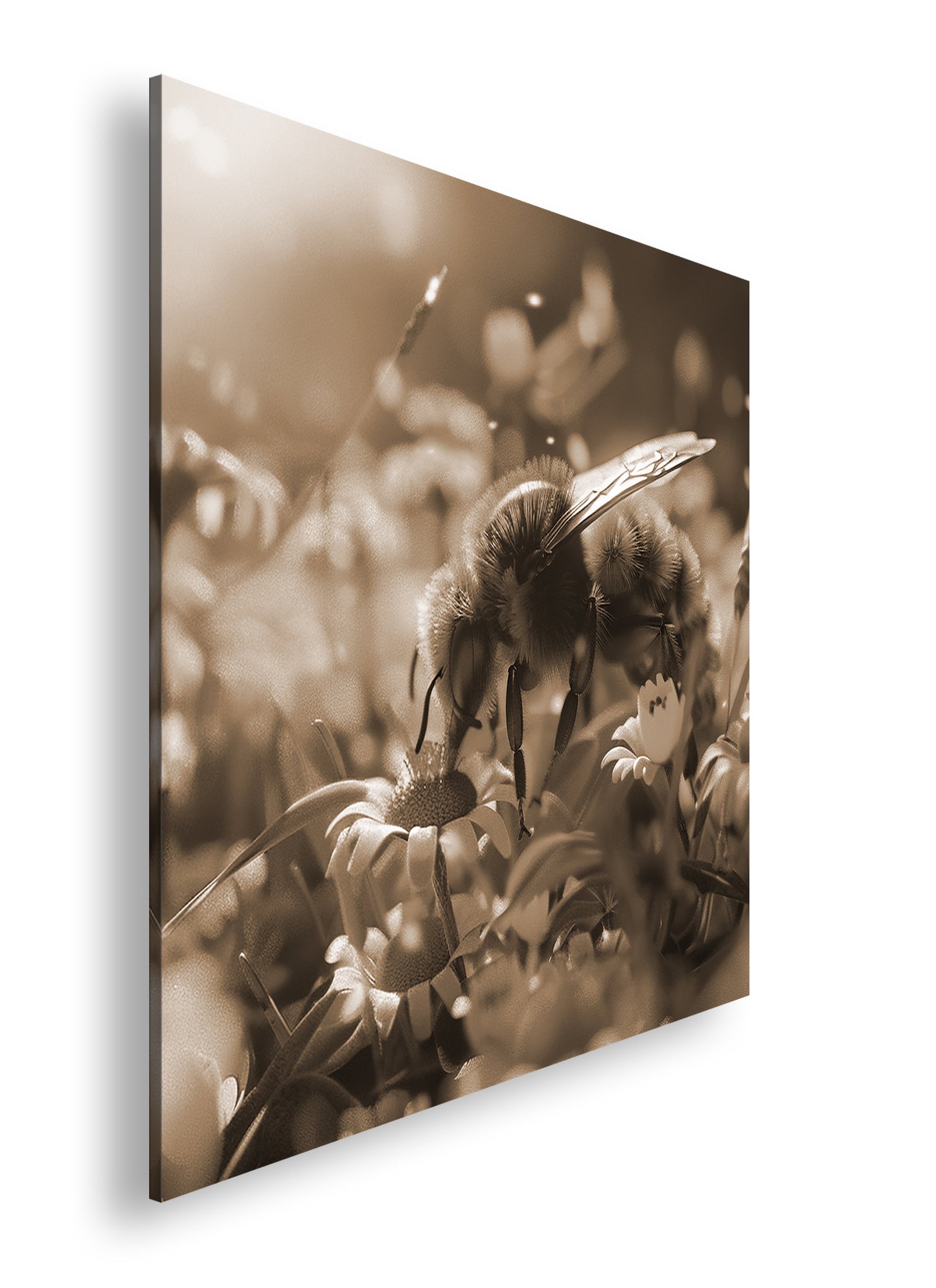 Hauptbild Sepia Quadratisch